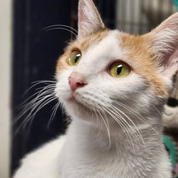 Domestic Short Hair Cats Available for Adoption in Corsicana, Texas - Pixie C45799 | PetCurious