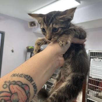 Ferb -  Domestic Short Hair Cat for Adoption in Port Charlotte, Florida - Ferb | PetCurious
