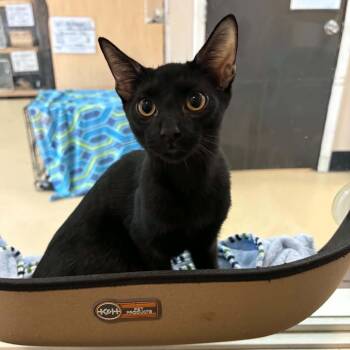 Bear - Chino Hills Location -  Domestic Short Hair Cat for Adoption in Chino Hills, California - Bear - Chino Hills Location | PetCurious