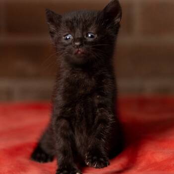 Rescue Domestic Short Hair Cats for Adoption in Mount Vernon, Indiana - Priah | PetCurious