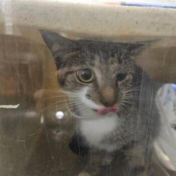 Lullabye -  Domestic Short Hair Cat for Adoption in Philadelphia, Pennsylvania - Lullabye | PetCurious