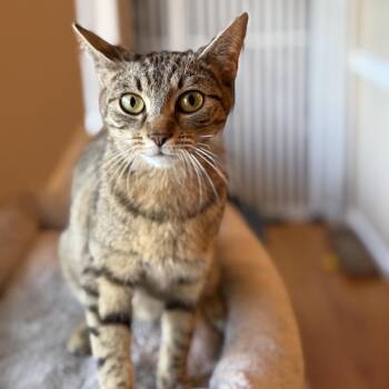 Domestic Short Hair Cats Available for Adoption in La Grange, Kentucky - Pickles | PetCurious
