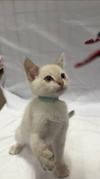 Honeybun -  Domestic Short Hair Cat for Adoption in Fullerton, California - Honeybun | PetCurious