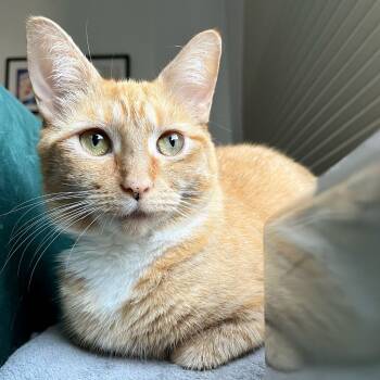 Rescue Domestic Short Hair Cats for Adoption - Goldie (I'm In Foster Care!) | PetCurious