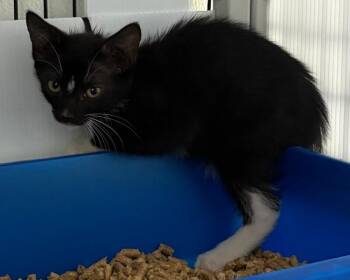 Baby Po -  Domestic Short Hair Cat for Adoption in Park Row, Texas - Baby Po | PetCurious
