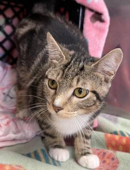 Domestic Short Hair and Tabby Cats Available for Adoption in Fremont, Nebraska - Macie | PetCurious