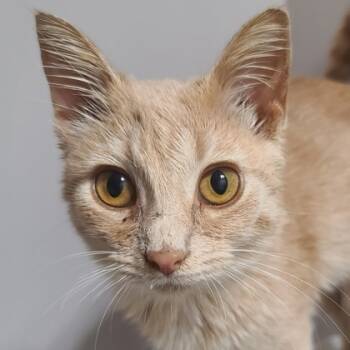 Rescue Domestic Short Hair Cats for Adoption in Verona, Wisconsin - Ziva | PetCurious