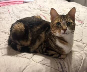 Egyptian Mau and Bengal Cats Available for Adoption in Wolcott, Connecticut - Tiger | PetCurious