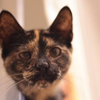 Aquilla -  Domestic Short Hair Cat for Adoption in Philadelphia, Pennsylvania - Aquilla | PetCurious