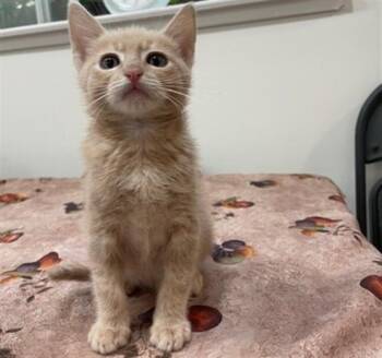 Rescue Domestic Short Hair Cats for Adoption in Santa Clara, California - SANDY | PetCurious