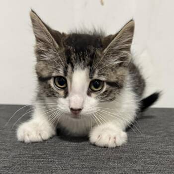 Tony Hawk -  Domestic Short Hair Cat for Adoption in Bloomington, Illinois - Tony Hawk | PetCurious