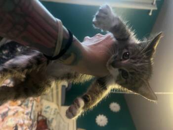 Jean Gray -  Domestic Short Hair Cat for Adoption in St. Petersburg, Florida - Jean Gray | PetCurious