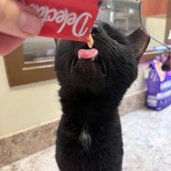 Discount Spider-Man -  Domestic Short Hair Cat for Adoption in York, Pennsylvania - Discount Spider-Man | PetCurious
