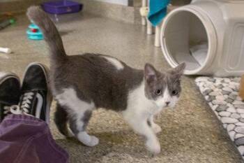 Domestic Short Hair Cats Available for Adoption - Robin | PetCurious