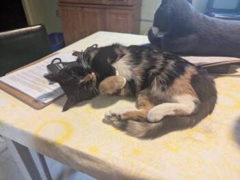 Rescue Domestic Short Hair Cats for Adoption in Rice Lake, Wisconsin - Premadonna | PetCurious