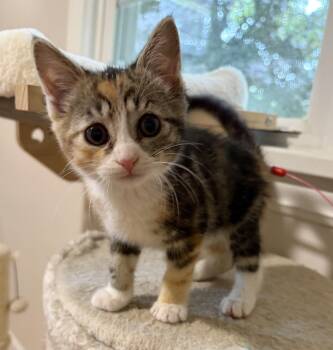 Peaches -  Domestic Short Hair Cat for Adoption in Victor, New York - Peaches | PetCurious