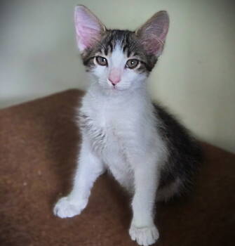 Rescue Tabby and Domestic Medium Hair Cats for Adoption in Fort Myers, Florida - Korman | PetCurious