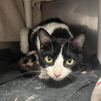 Girly Crush -  Domestic Short Hair Cat for Adoption in Charlottesville, Virginia - Girly Crush | PetCurious