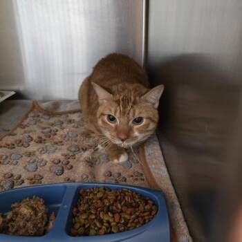 Domestic Short Hair Cats Available for Adoption - Clyde | PetCurious