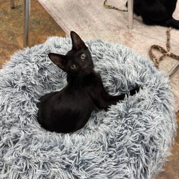 Axwell & Kygo -  American Shorthair Cat for Adoption in Miami Beach, Florida - Axwell & Kygo | PetCurious