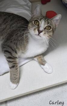 Rescue Domestic Short Hair Cats for Adoption in Key Largo, Florida - Carley | PetCurious