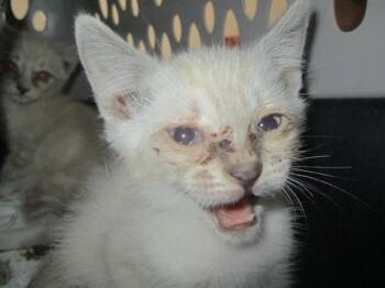A383659 -  Domestic Short Hair Cat for Adoption in Ocala, Florida - A383659 | PetCurious