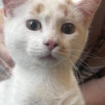 Domestic Short Hair Cats Available for Adoption - Harlow | PetCurious
