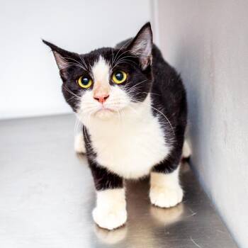 Bass Drum -  Domestic Short Hair Cat for Adoption in Hattiesburg, Mississippi - Bass Drum | PetCurious