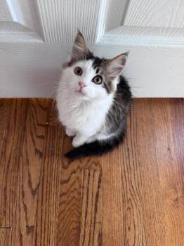 Salty -  Domestic Medium Hair Cat for Adoption in Chicago, Illinois - Salty | PetCurious