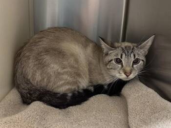 DOVE -  Domestic Short Hair Cat for Adoption in Colorado Springs, Colorado - DOVE | PetCurious