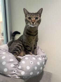 PRINCIPE -  Domestic Short Hair Cat Available for Adoption in Doral, Florida - PRINCIPE | PetCurious