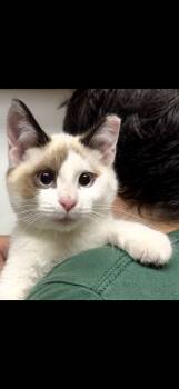 Yuki (friendly, confident, lap cat) -  Snowshoe Cat for Adoption in San Jose, California - Yuki (friendly, Confident, Lap Cat) | PetCurious