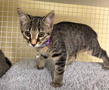 Lucy -  Domestic Short Hair Cat for Adoption in Rossville, Georgia - Lucy | PetCurious