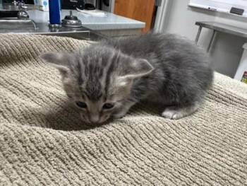 Etta James -  Domestic Short Hair Cat for Adoption in Pequot Lakes, Minnesota - Etta James | PetCurious