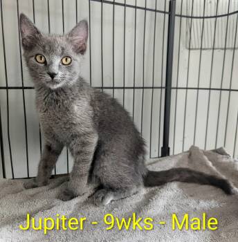 Jupiter -  Domestic Short Hair Cat for Adoption in Seven Valleys, Pennsylvania - Jupiter | PetCurious