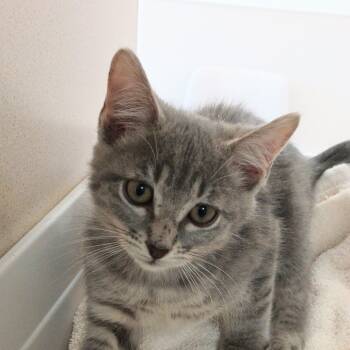 Rescue Domestic Short Hair Cats for Adoption in Reno, Nevada - Starlet | PetCurious