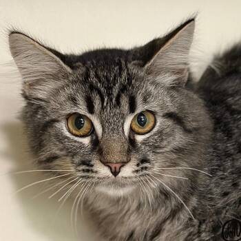 Smokey -  Domestic Long Hair Cat for Adoption in Victor, New York - Smokey | PetCurious