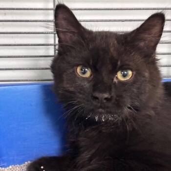 Brimstone (26-8521) -  Domestic Medium Hair Cat for Adoption in Fort Smith, Arkansas - Brimstone (26-8521) | PetCurious