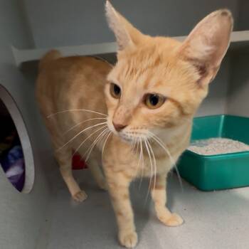 Rescue Domestic Short Hair Cats for Adoption in Austin, Texas - Ginger | PetCurious