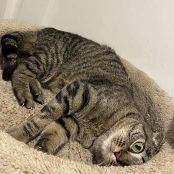 Mamash -  Domestic Short Hair Cat for Adoption in Los Angeles, California - Mamash | PetCurious