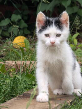 Rescue Domestic Short Hair Cats for Adoption - Billie | PetCurious