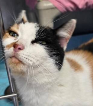 Rescue Domestic Short Hair Cats for Adoption in Marshall, North Carolina - Aurora Borealis | PetCurious