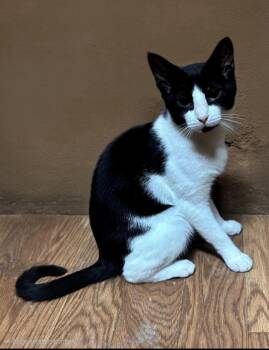 Clyde -  Tuxedo Cat for Adoption in Falmouth, Maine - Clyde | PetCurious