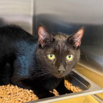 Domestic Short Hair Cats Available for Adoption in Madisonville, Tennessee - Lioness | PetCurious