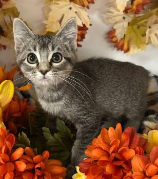 Rescue Domestic Short Hair Cats for Adoption in Stillwater, Oklahoma - 7/18/25 - Saint Helens | PetCurious