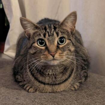 Jill - A Sweet Girl -  Tabby Cat for Adoption in Hamilton, Ontario - Jill - A Sweet Girl | PetCurious