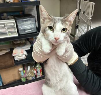 Rescue Domestic Short Hair Cats for Adoption in Pasadena, California - SYLVIE | PetCurious