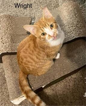 Wright -  Tabby Cat for Adoption in Wyandotte, Michigan - Wright | PetCurious