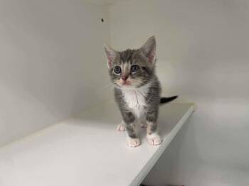 Harriet -  Domestic Short Hair Cat for Adoption in Decorah, Iowa - Harriet | PetCurious