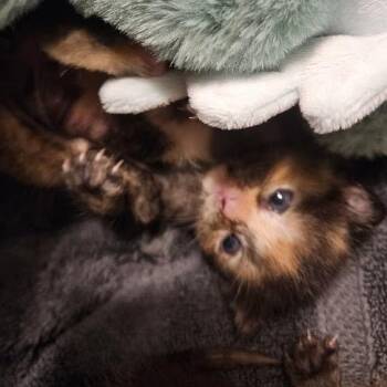 Clowns to the Left of Me -  Domestic Short Hair Cat for Adoption in Boerne, Texas - Clowns To The Left Of Me | PetCurious